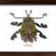 Illustration for article titled Litter Bugs: Creatures Made From Our Cast-Offs